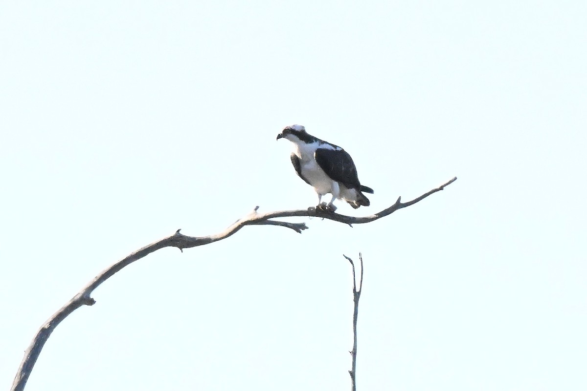 Скопа західна - ML646677451