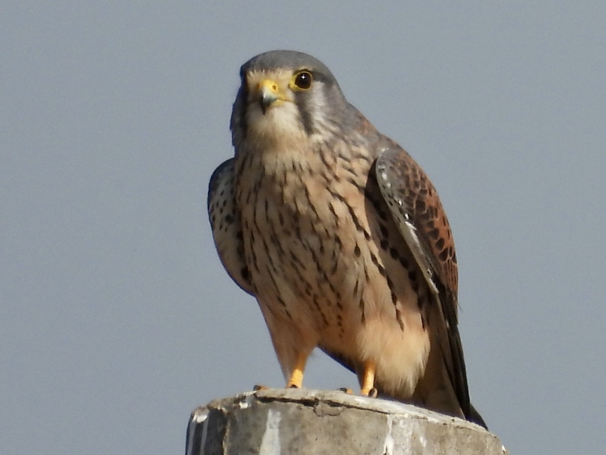 Eurasian Kestrel - ML646677452