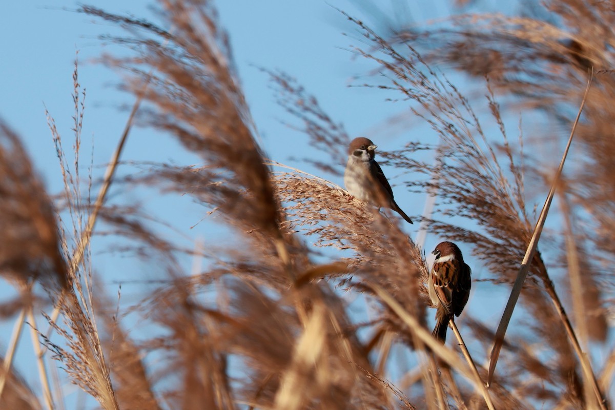 Eurasian Tree Sparrow - ML646677453