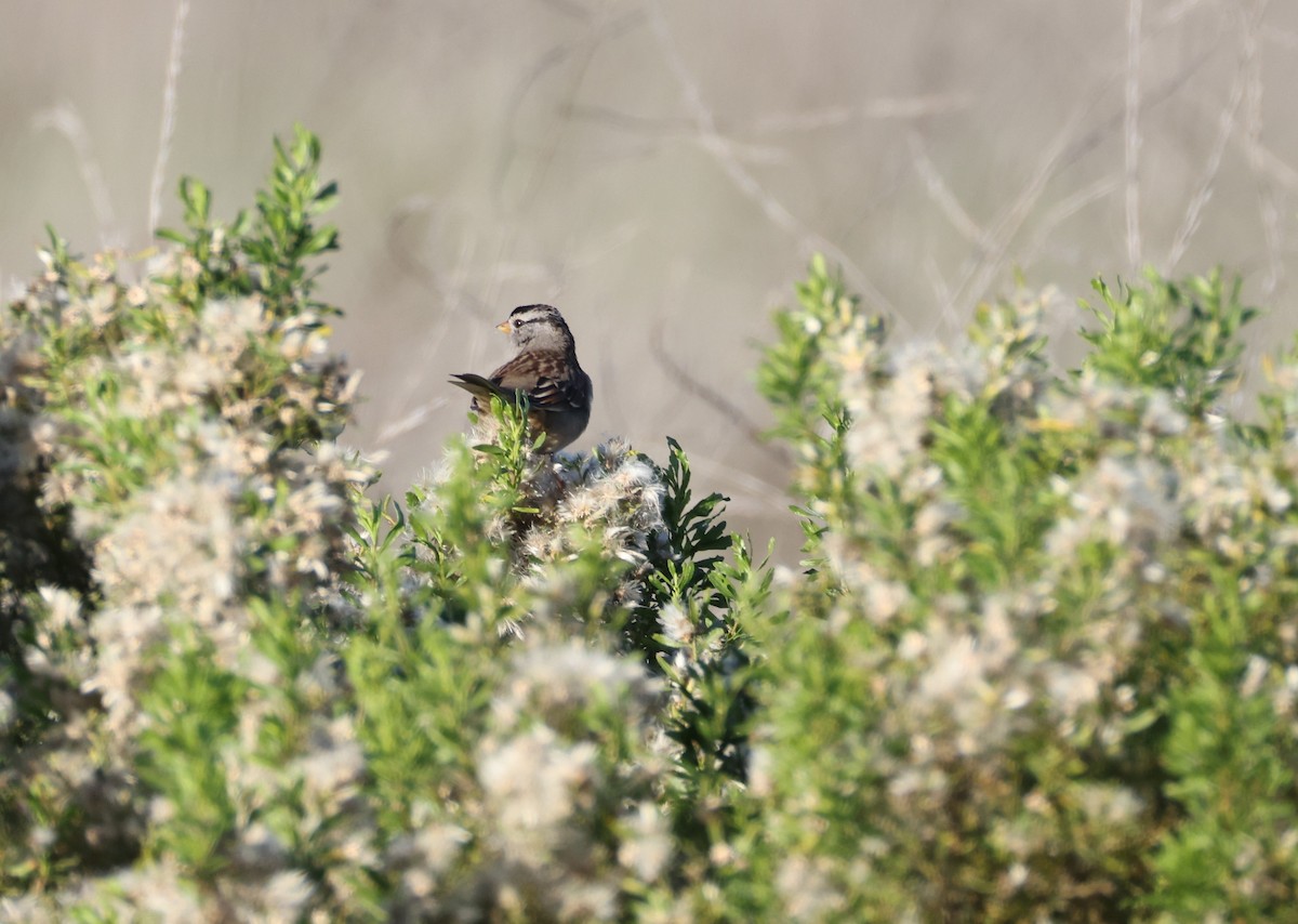 Porsuk Serçesi - ML646677454