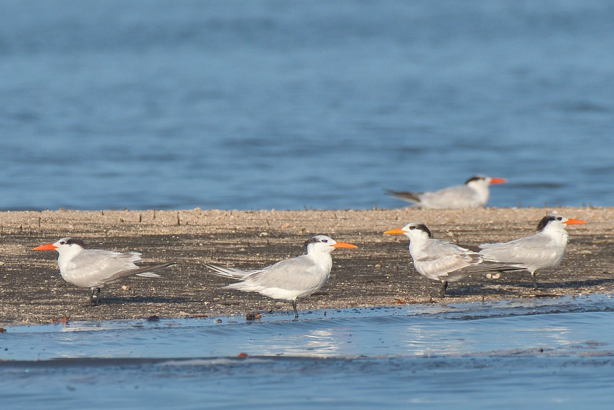 rybák královský - ML646677455