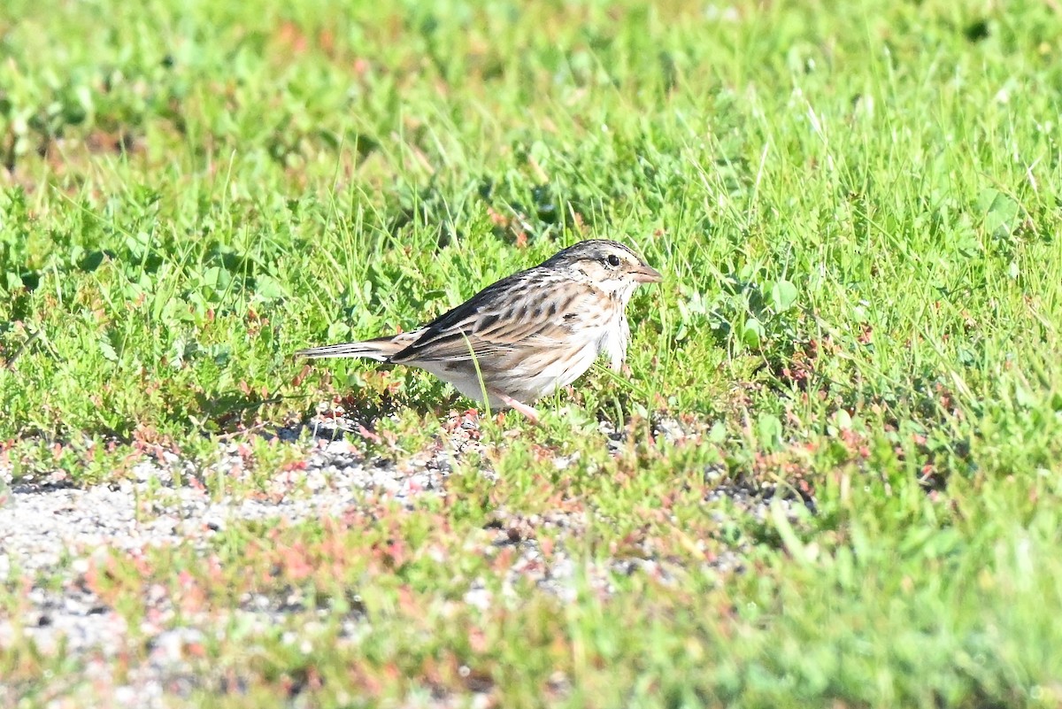 Пасовник савановий - ML646677456