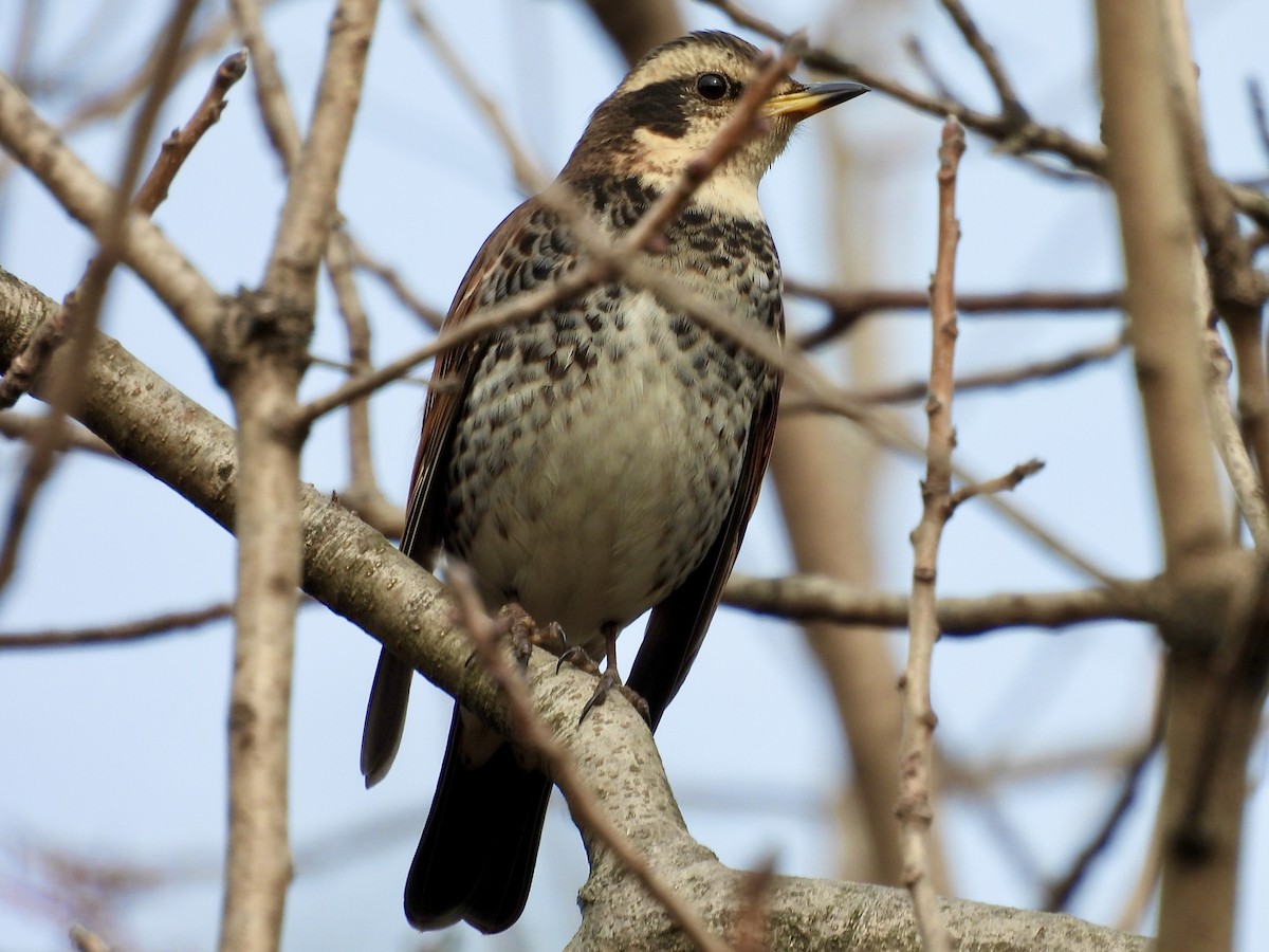 Dusky Thrush - ML646677457
