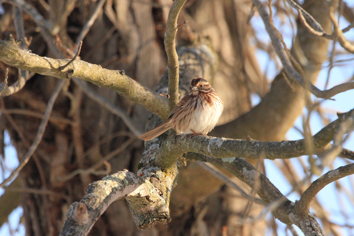 Song Sparrow - ML646677460