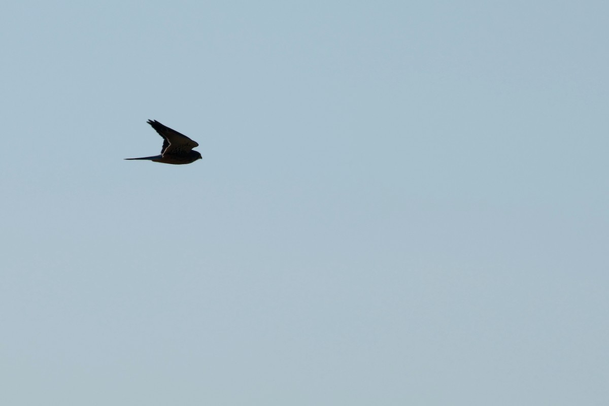 Eurasian Kestrel - ML646677461