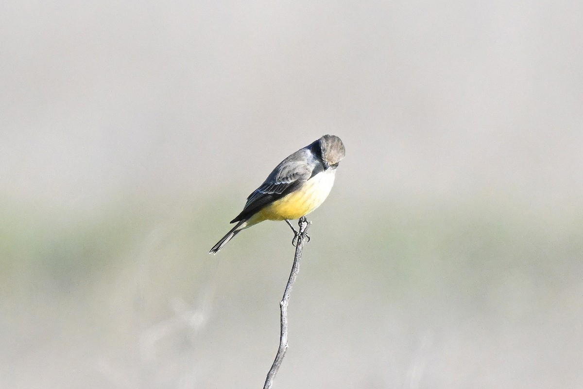 Москверо вогнистий - ML646677462