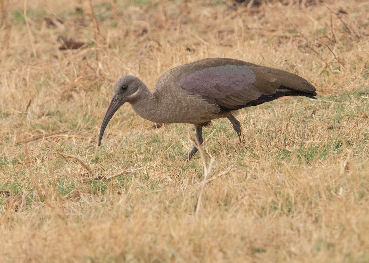 Hadada Aynağı - ML646677463