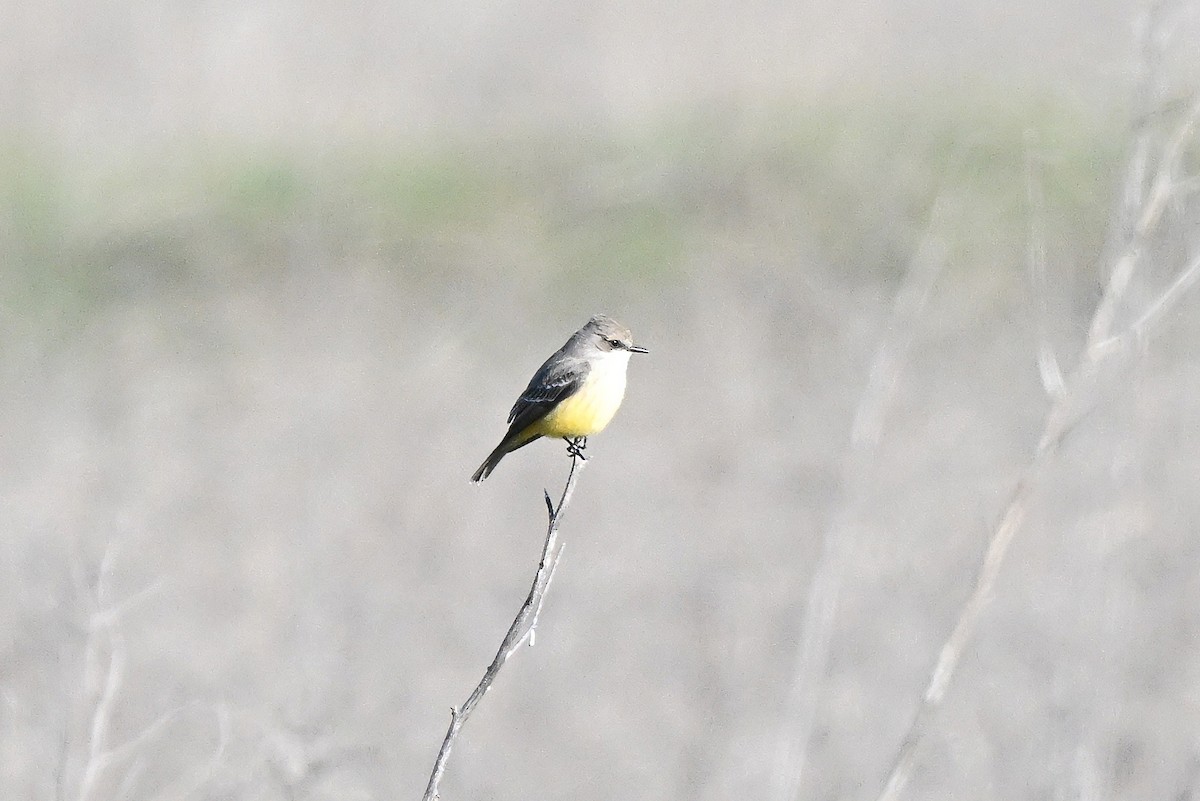 Москверо вогнистий - ML646677464