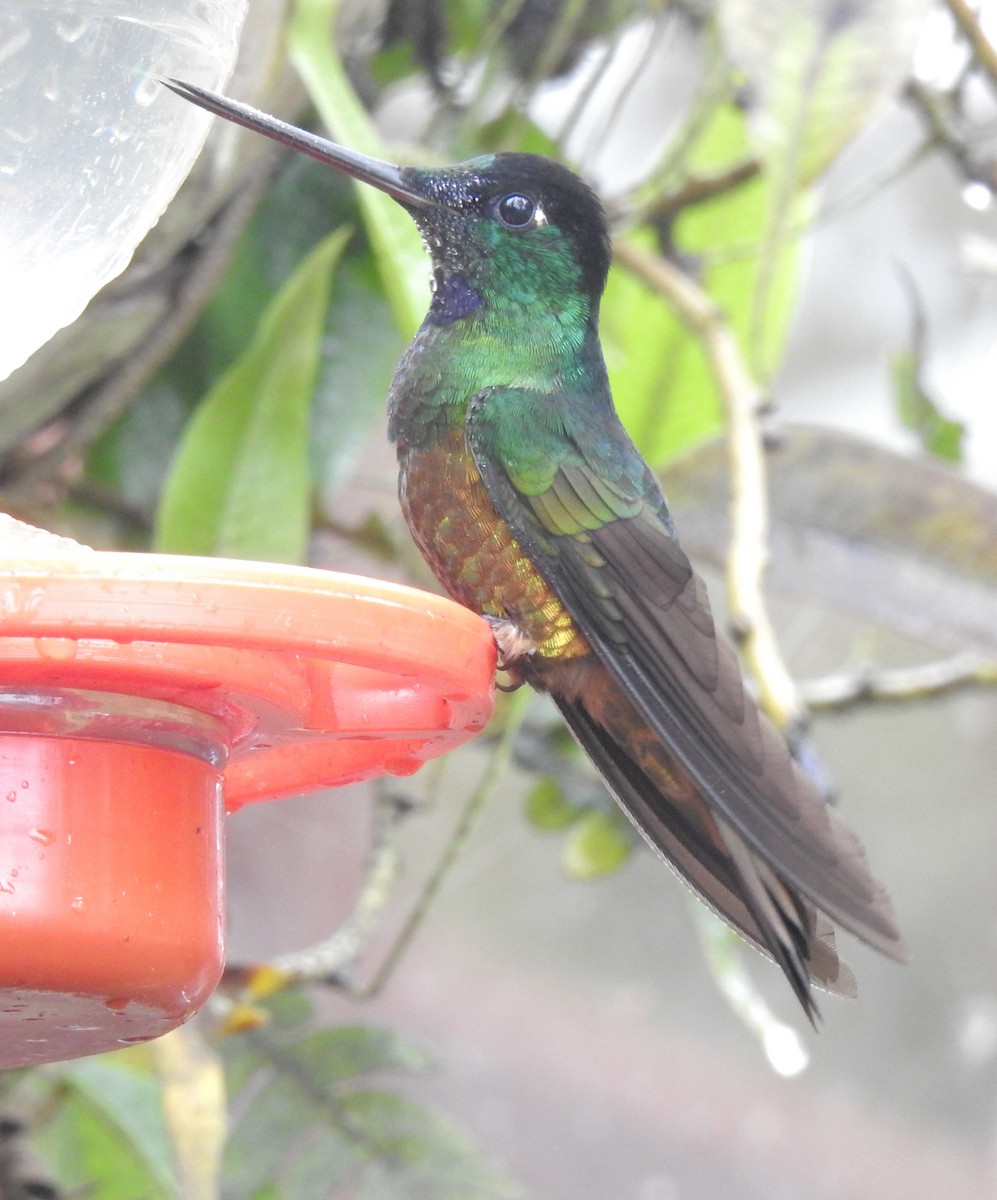 Golden-bellied Starfrontlet - ML646677465