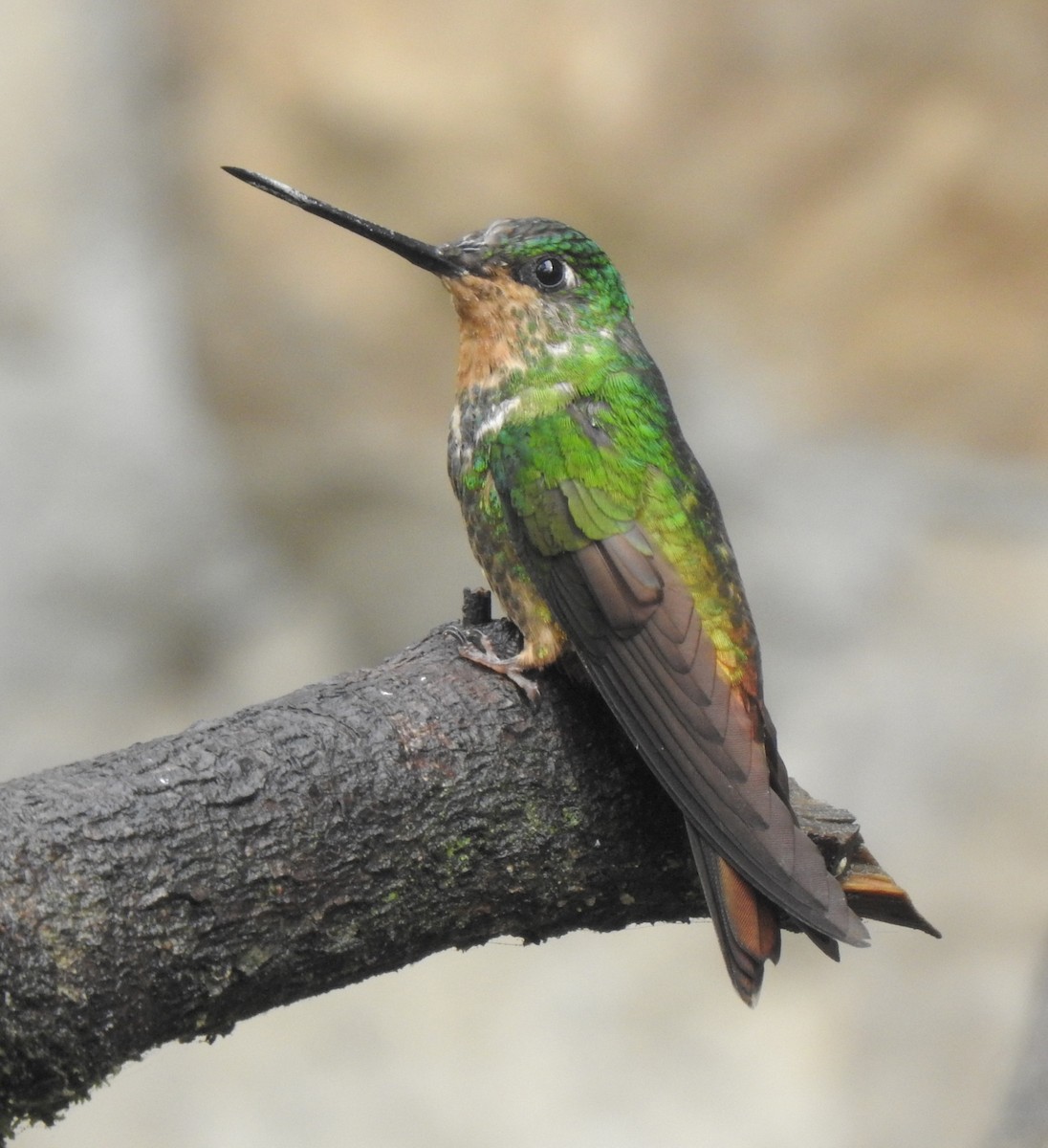 Golden-bellied Starfrontlet - ML646677466