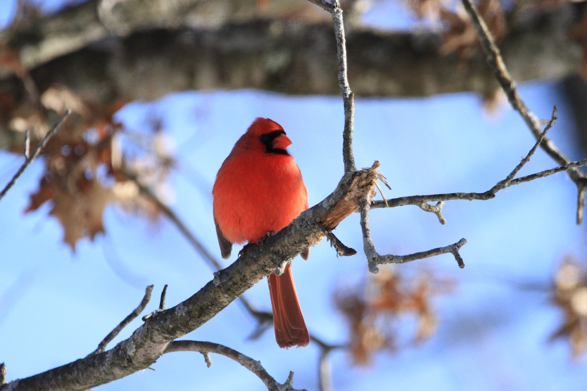 Cardinal rouge - ML646677467