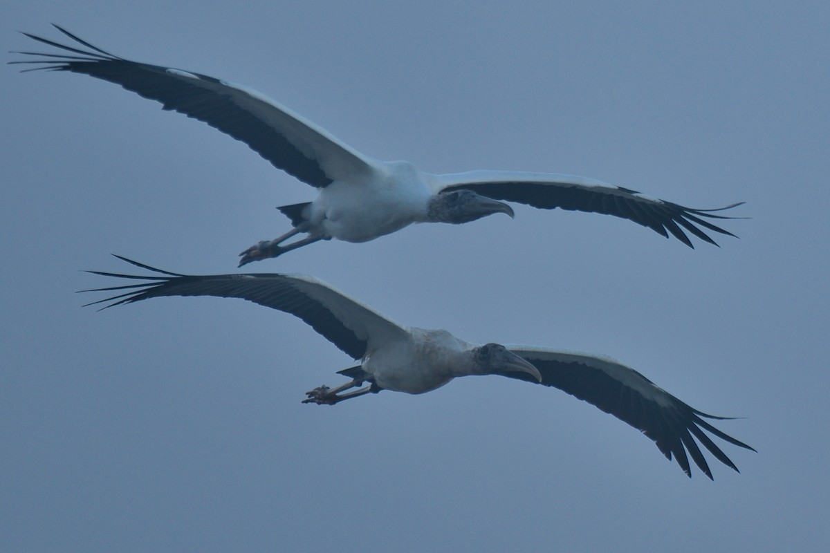 nesyt americký - ML646677468