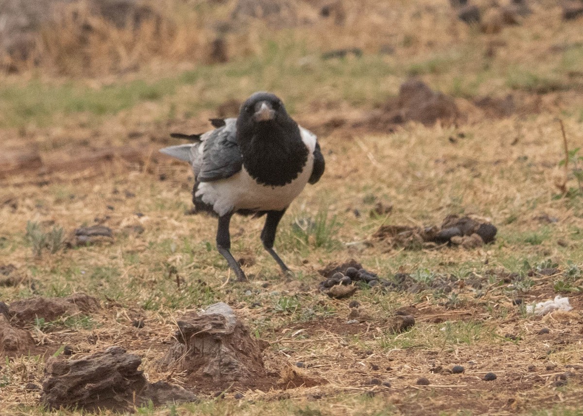 Pied Crow - ML646677469