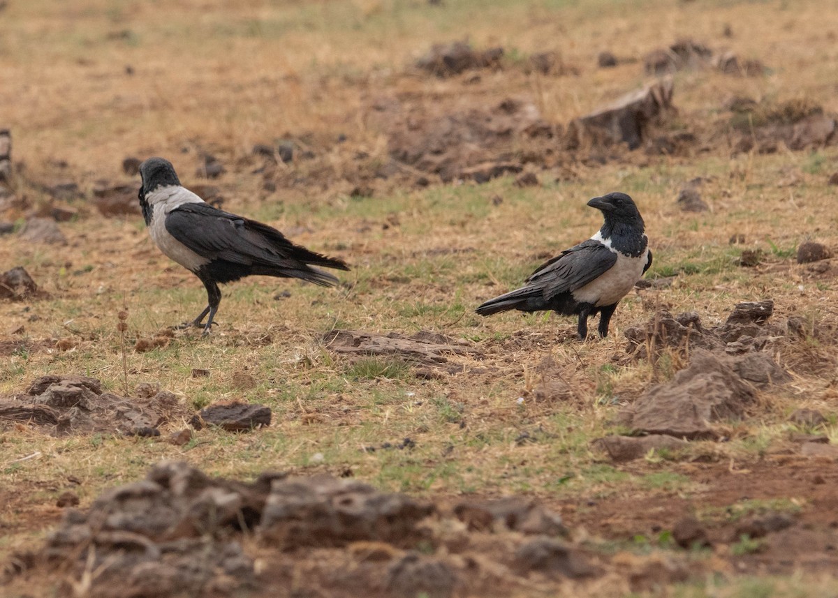 Pied Crow - ML646677470