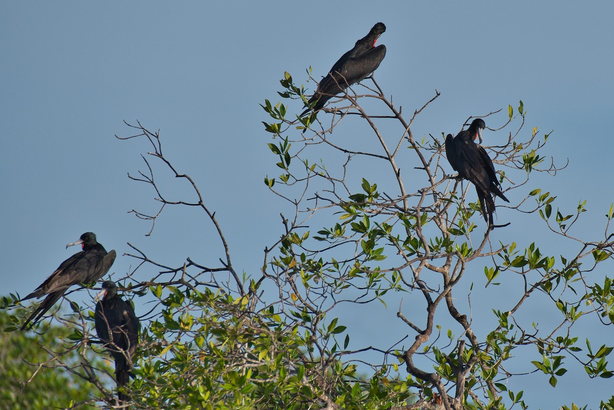 fregatka vznešená - ML646677471