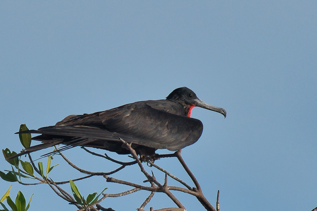 fregatka vznešená - ML646677474