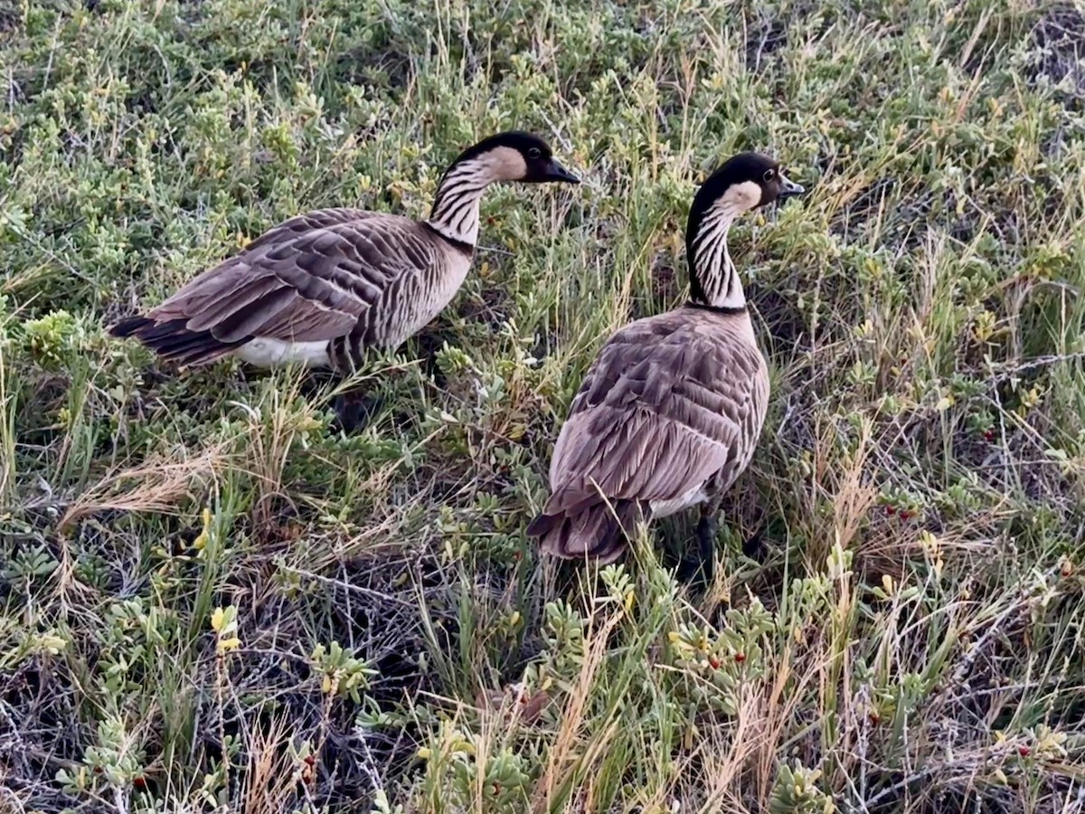 Hawaiian Goose - ML646677475