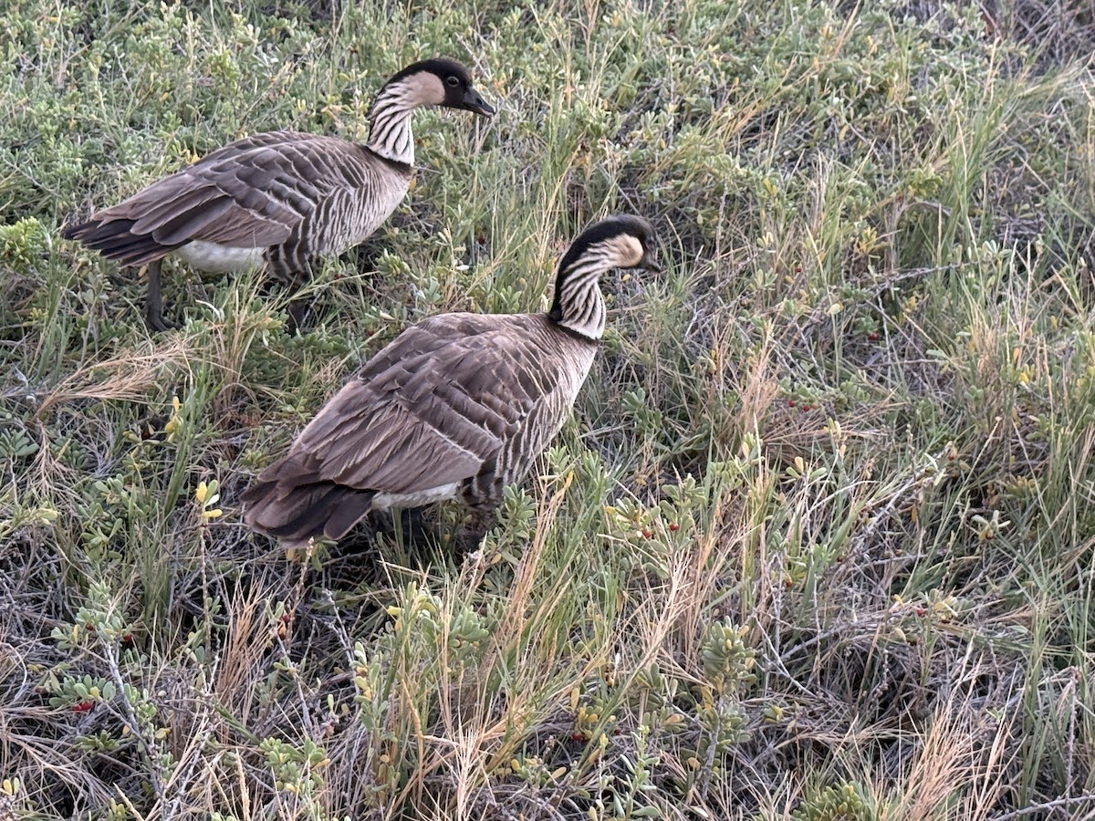 Hawaiian Goose - ML646677476