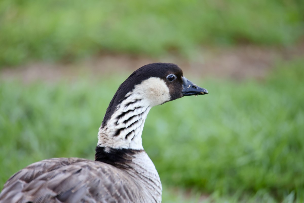 Hawaiian Goose - ML646677477