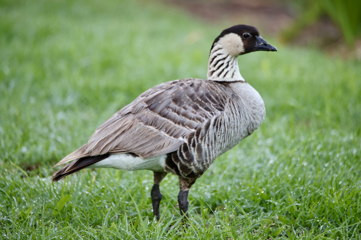 Hawaiian Goose - ML646677478