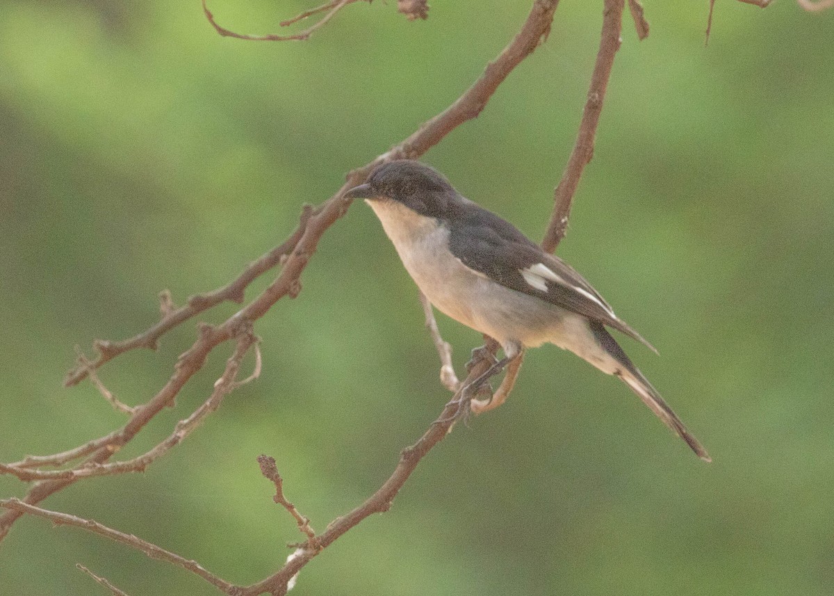 Fiscal Flycatcher - ML646677479