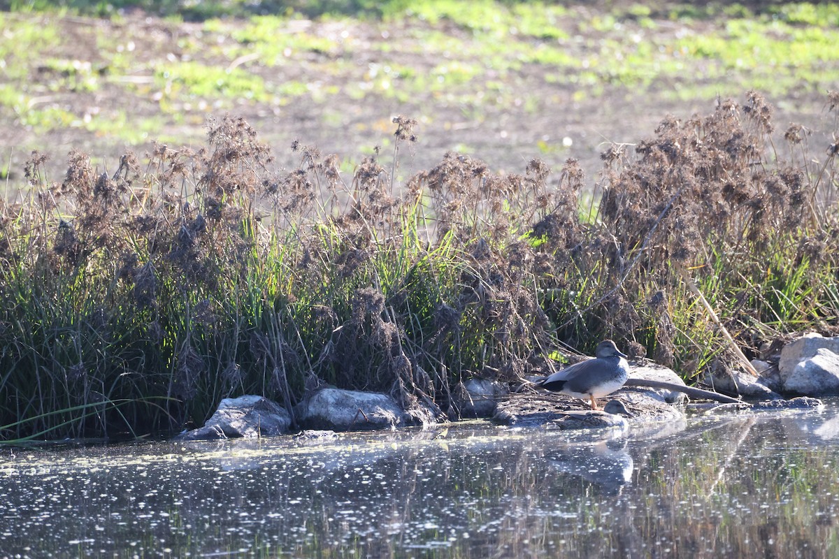 赤膀鴨 - ML646677482