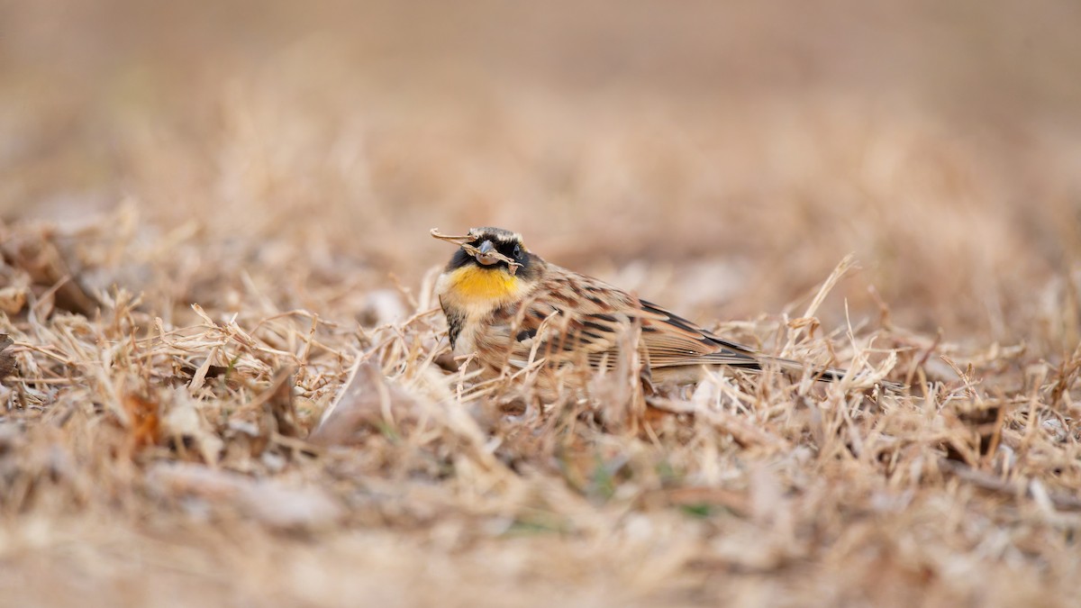 Yellow-throated Bunting - ML646677483