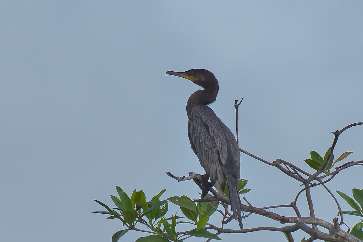 kormorán neotropický - ML646677485