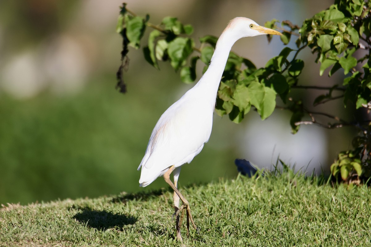 Western Cattle-Egret - ML646677487