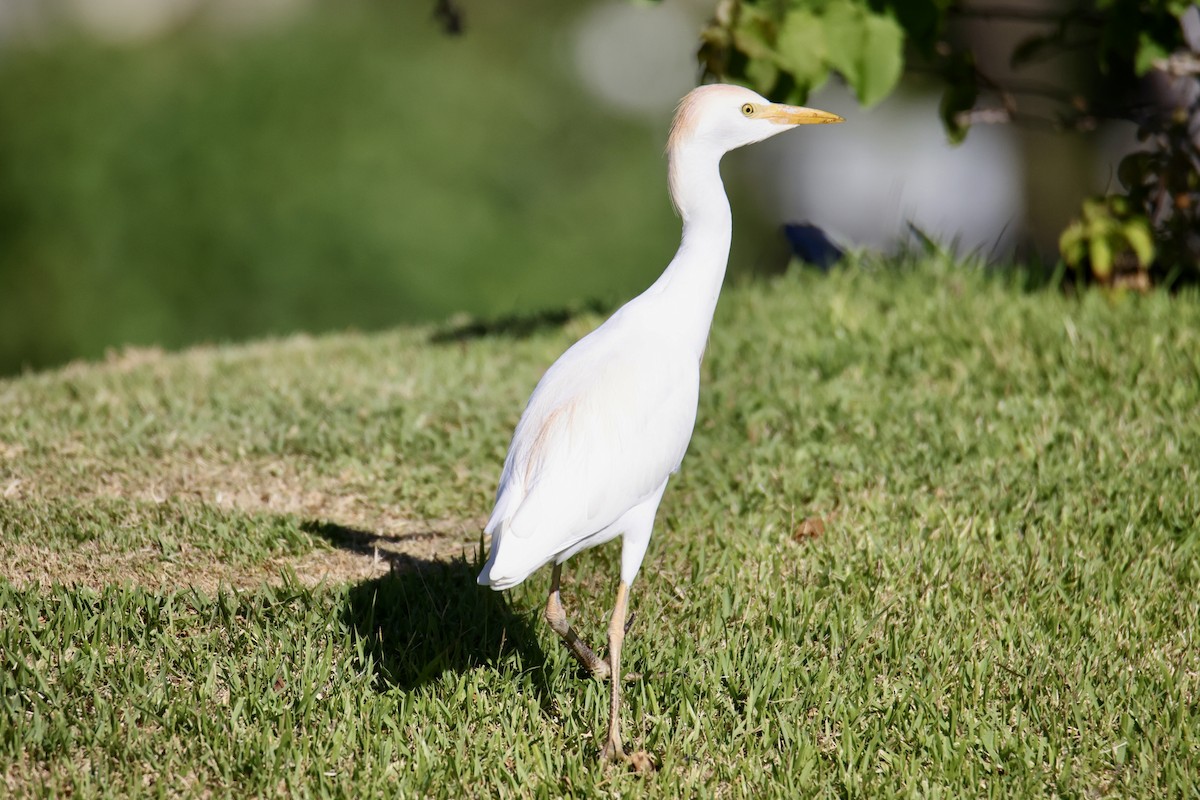 Western Cattle-Egret - ML646677488