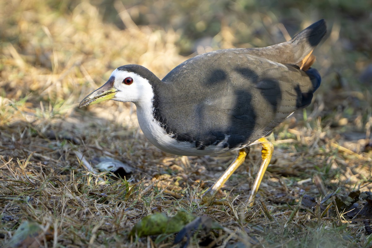 White-breasted Waterhen - ML646677491
