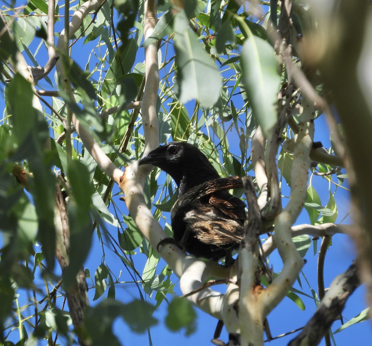 Pheasant Coucal - ML646677492