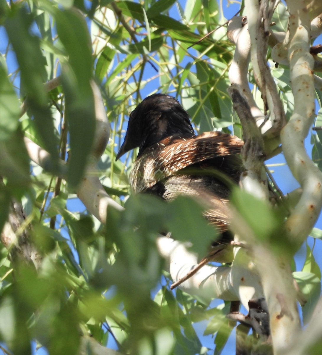Pheasant Coucal - ML646677497
