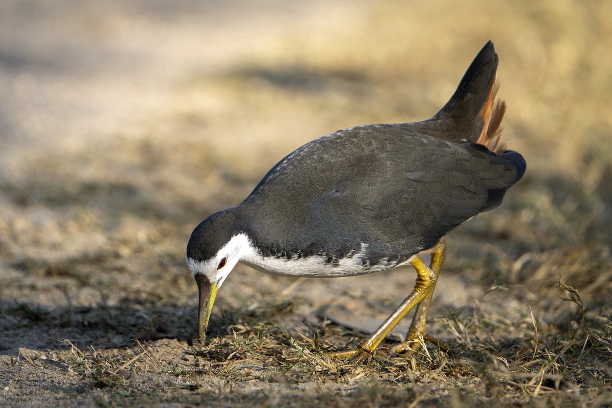 White-breasted Waterhen - ML646677498