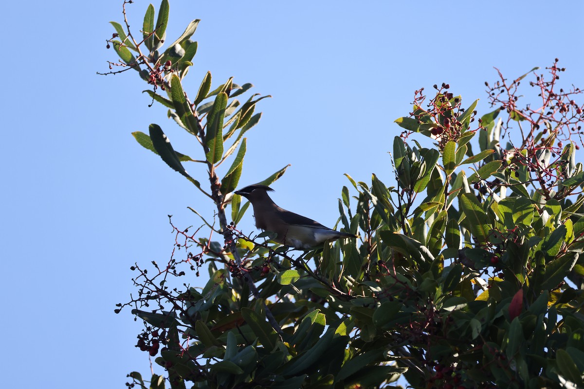 Cedar Waxwing - ML646677501
