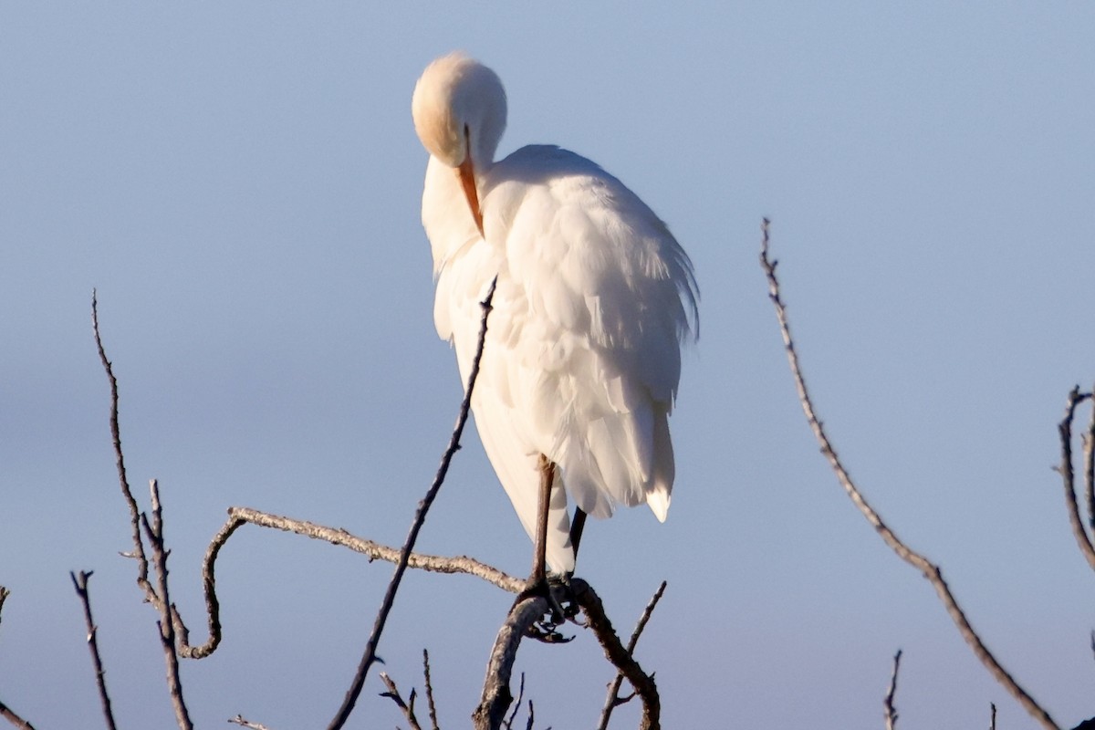 Western Cattle-Egret - ML646677502