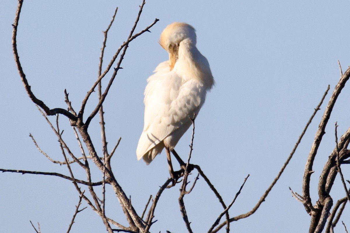 Western Cattle-Egret - ML646677503
