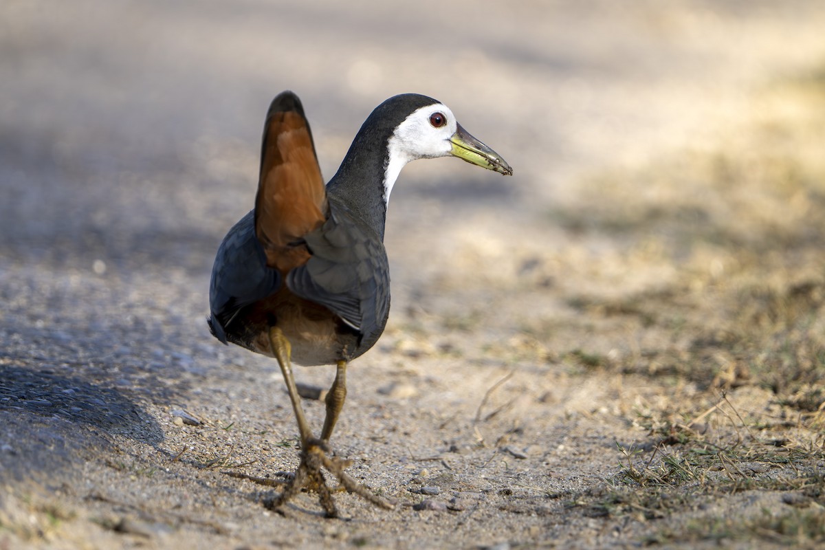 White-breasted Waterhen - ML646677504