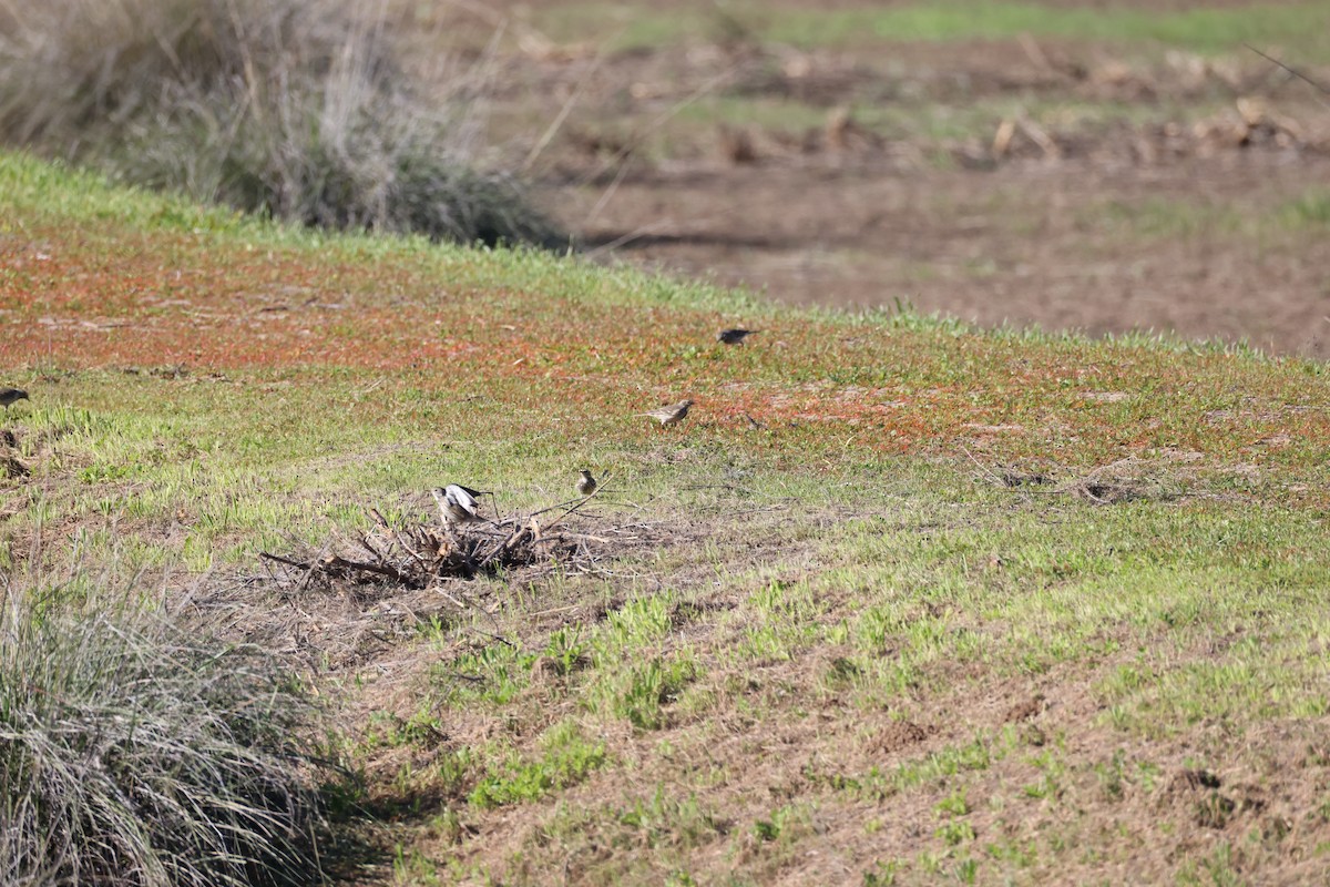 American Pipit - ML646677505