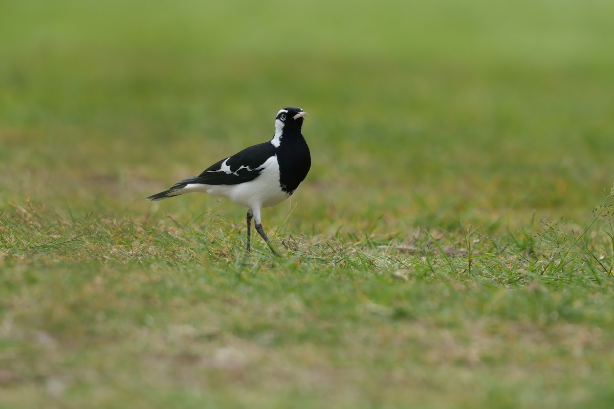 Grallina Australiana - ML646677516