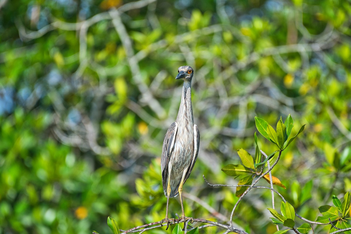 kvakoš žlutočelý - ML646677519