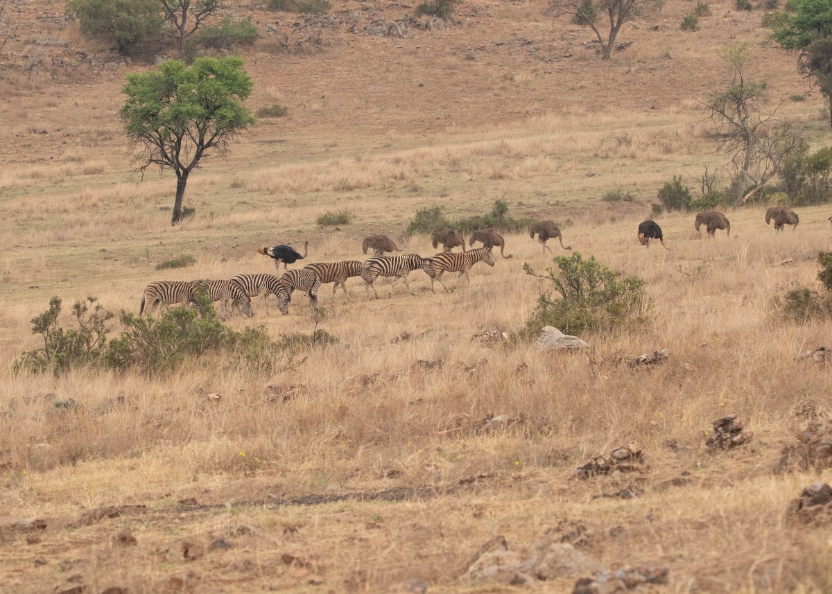 Common Ostrich - ML646677522