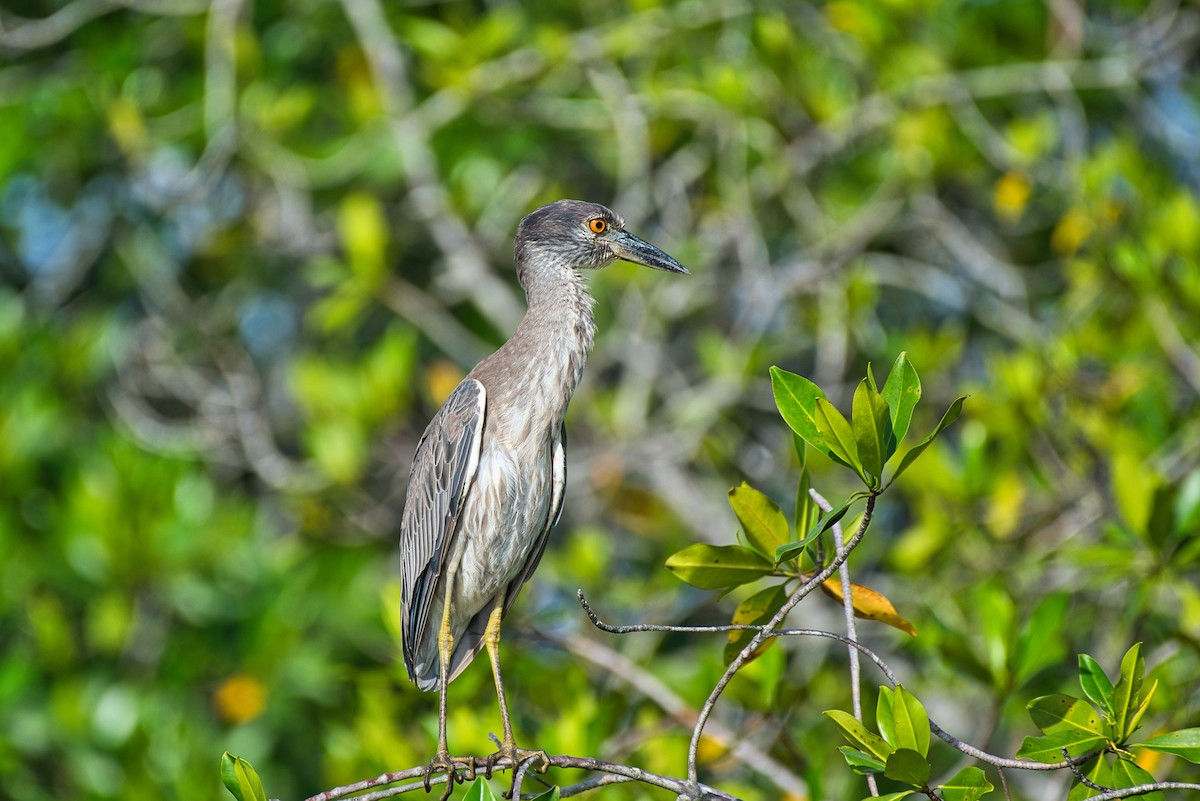 kvakoš žlutočelý - ML646677524