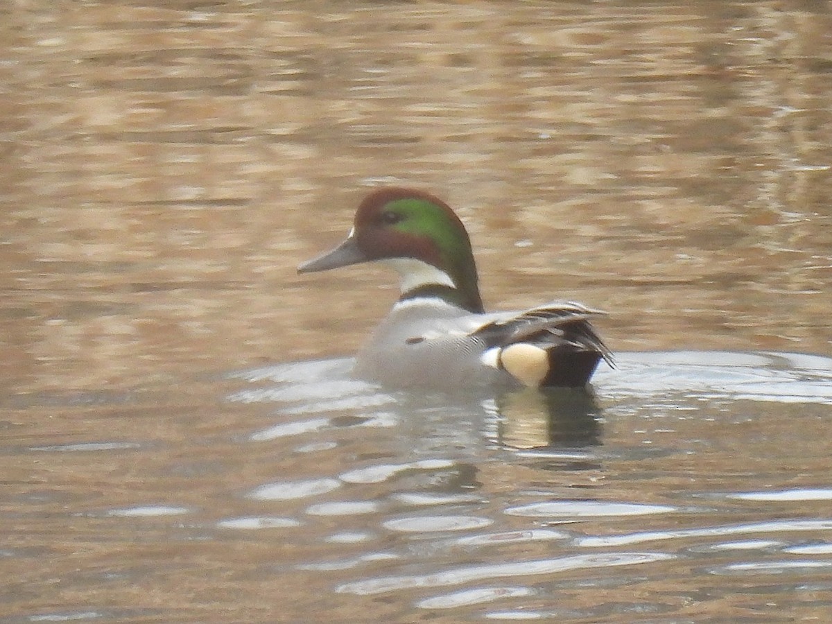 Falcated Duck - ML646677532