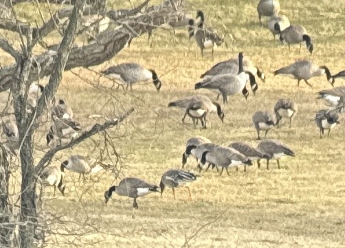 Oca granaiola della tundra - ML646677533