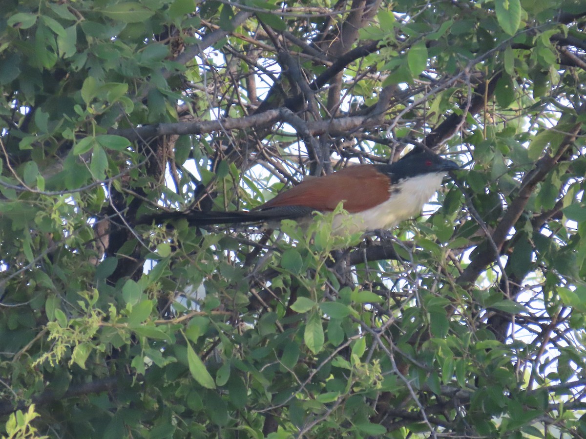 Burchell's Coucal - ML646677534