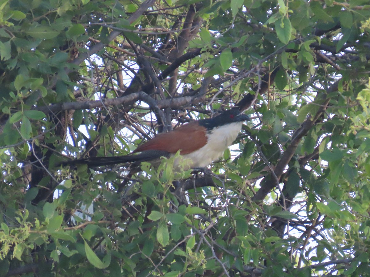 Burchell's Coucal - ML646677535