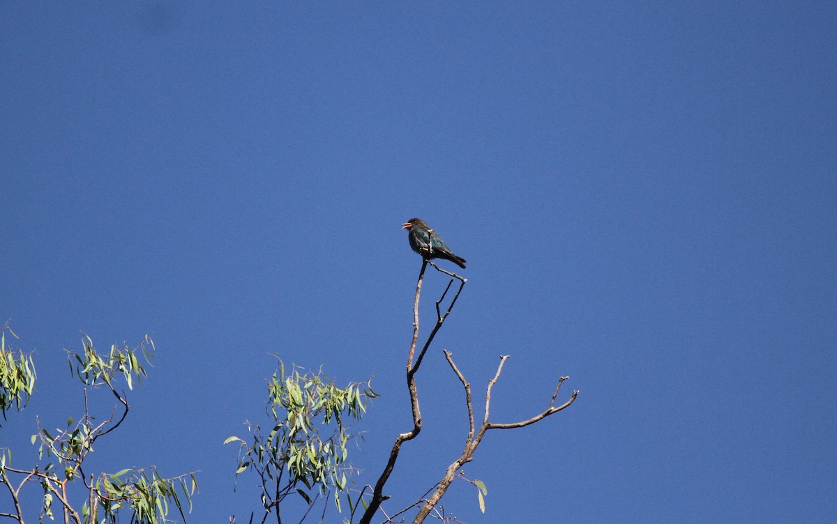 Dollarbird - ML646677539