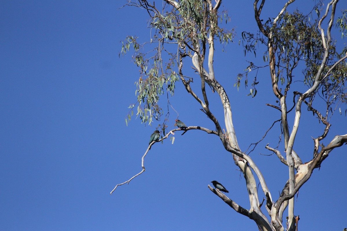 Dollarbird - ML646677540