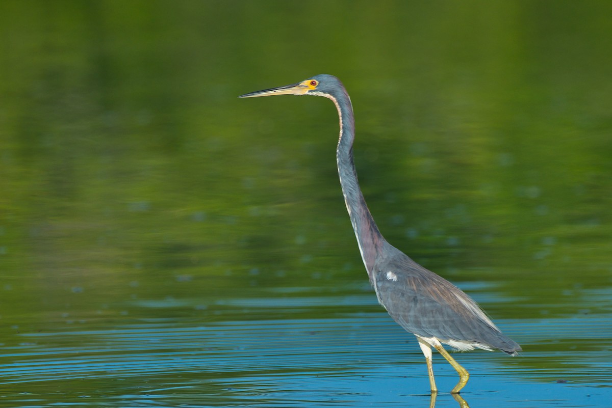 volavka tříbarvá - ML646677541